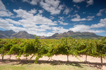 Naklejka premium The Stellenbosch wine lands region near Cape Town..