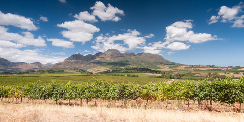 Fototapeta na wymiar Wine route, stellenbosch, South Africa