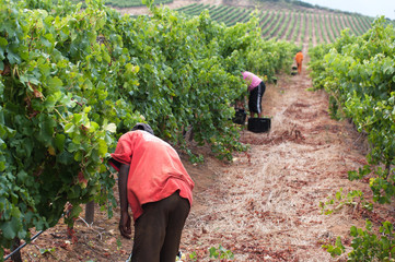 The Stellenbosch wine lands region near Cape Town..