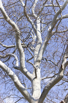 Crown of plane trees over blue sky
