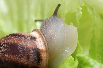 close up to snail on green background