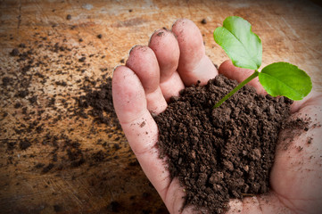 man holding a green young plant
