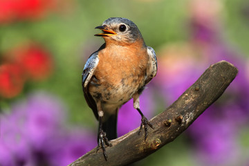 Female Eastern Bluebird