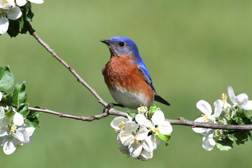 Eastern Bluebird