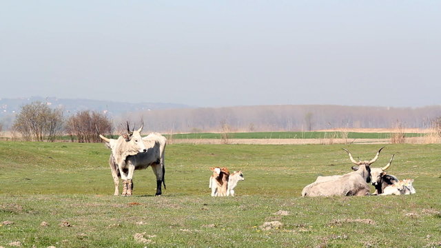 podolian cows on pasture
