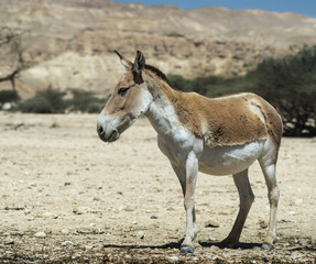 The onager (Equus hemionus) is a brown Asian wild ass