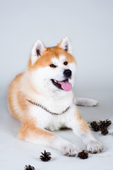 Akta-inu dog with bumps