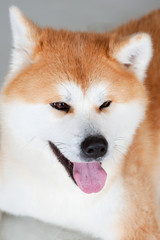 Akta-inu dog