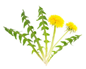 Löwenzahn (Taraxacum officinale) Blätter und Blüten für den