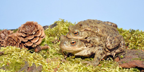 Pair Of Common Toads