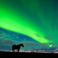 Horse distant snowy peaks with Northern Lights sky