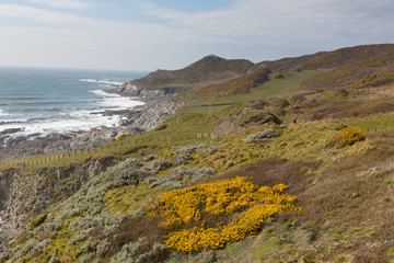 South West Coast path North Devon Woolacombe Devon UK