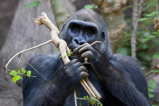 Gorilla bei der Nahrungsaufnahme