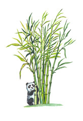 Giant Panda in bamboo forest
