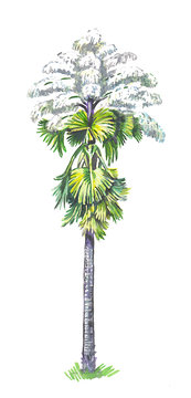 Talipot palm (Corypha umbraculifera)