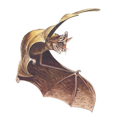 bat