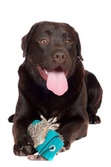 labrador retriever dog with a toy