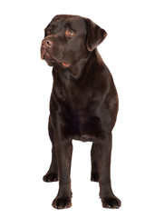 chocolate brown labrador retriever dog