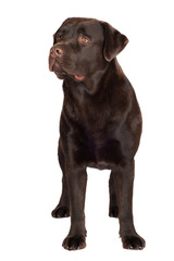 Obraz premium chocolate brown labrador retriever dog