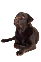 chocolate brown labrador retriever dog