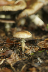 Steinpilz im Wald