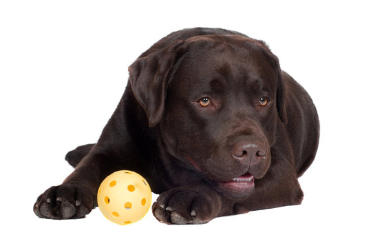 brown labrador retriever dog with a ball toy