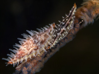 Kauri Schnecken
