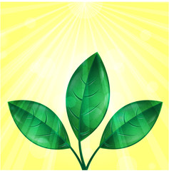 leaves of green color and sunbeams on a yellow background