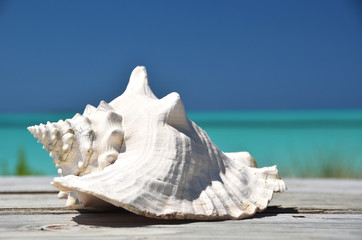 Conch against ocean. Exuma, Bahamas - 51597014