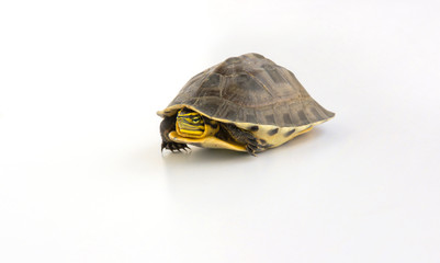 Obraz premium cute turtle