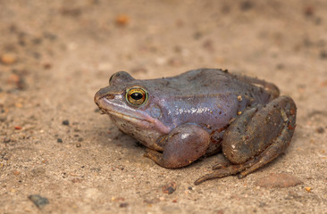 Moor frog