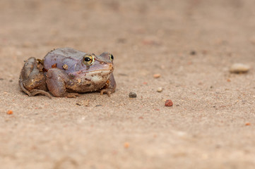 Moor frog