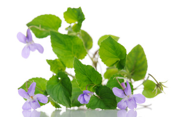 violet plant