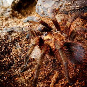 american desert tarantula Phormictopus platus