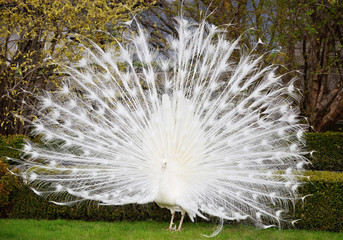 Naklejka premium White peacock