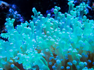 Fototapeta na wymiar Koeda przepływu Hana koral
