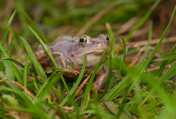 Moor frog