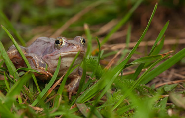 Moor frog