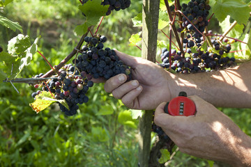 Biological cultivated Grapes