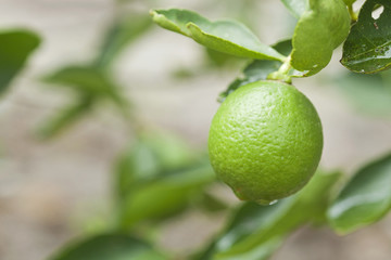Fresh green lemon on tree