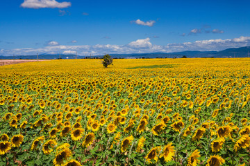 Campo di Girasoli, Provenza, Francia