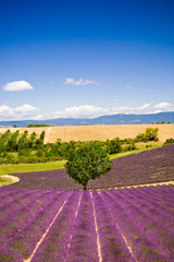 Campi di Lavanda a Valensole Provenza, Francia