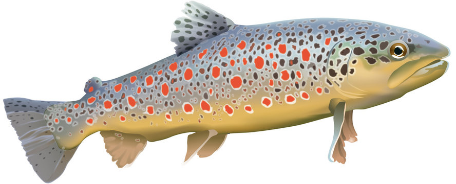 Poissons - Truite fario