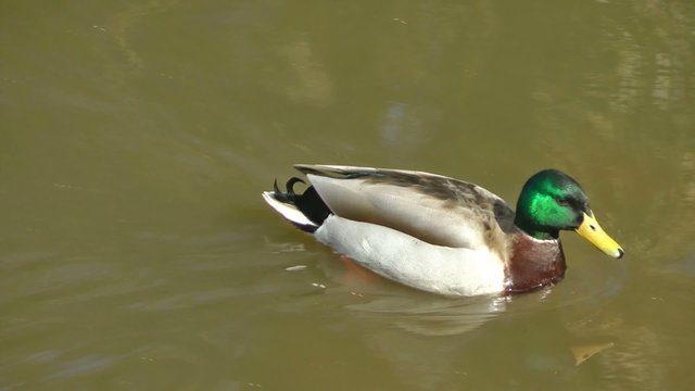 Mallard Duck Swimming