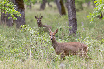 Roe deers in a forest