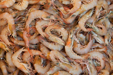 Shrimps