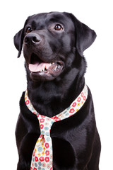 Black labrador in a flowered tie