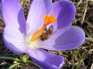 crocus