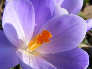 mauve crocus