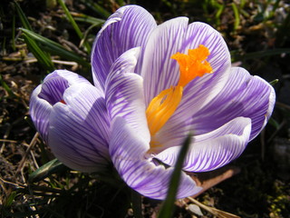 crocus